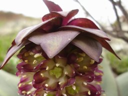 Eucomis schijffii floral features